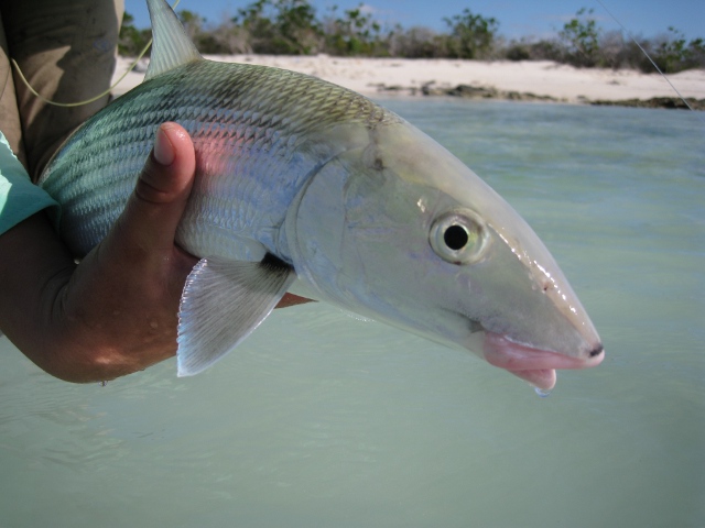 Inagua Bonefish