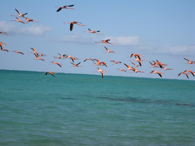 In Flight