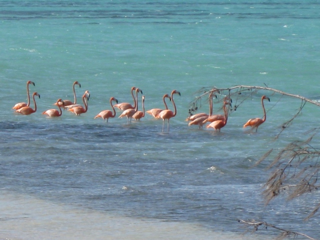 Inagua Flamingos