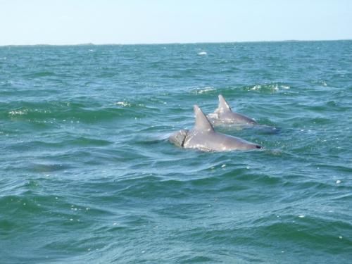 Ascension Bay Delfines