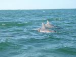 Ascension Bay Delfines